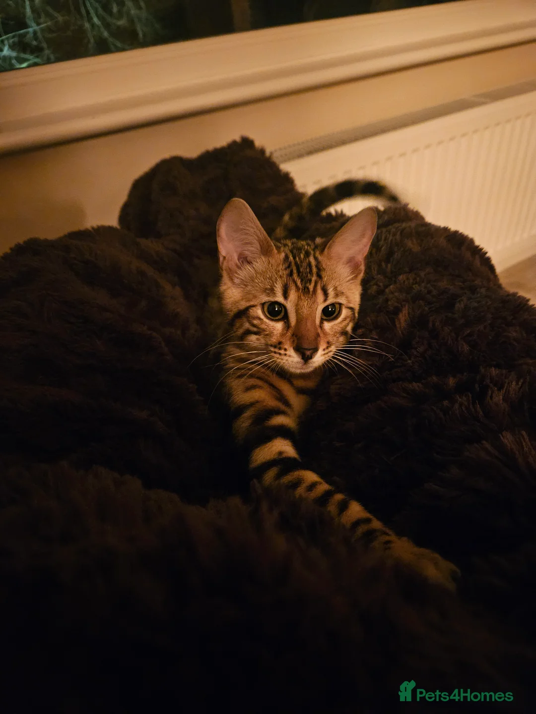 Bengal cats for sale: Pure Bengal kitten in need of a loving home - Advert 2