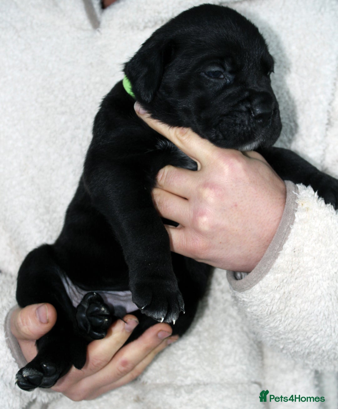 Cane Corso dogs for sale: Cane Corso Puppies from Exceptional Bloodlines, - Advert 24