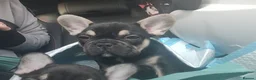 French Bulldog dogs for sale: READY NOW french bulldog puppies. fluffy carriers. - Advert 28