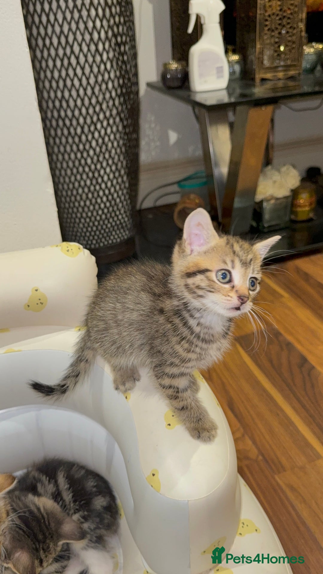 Mixed Breed cats for sale: British Blue Tabby X DSH Kittens For Sale - Image 13