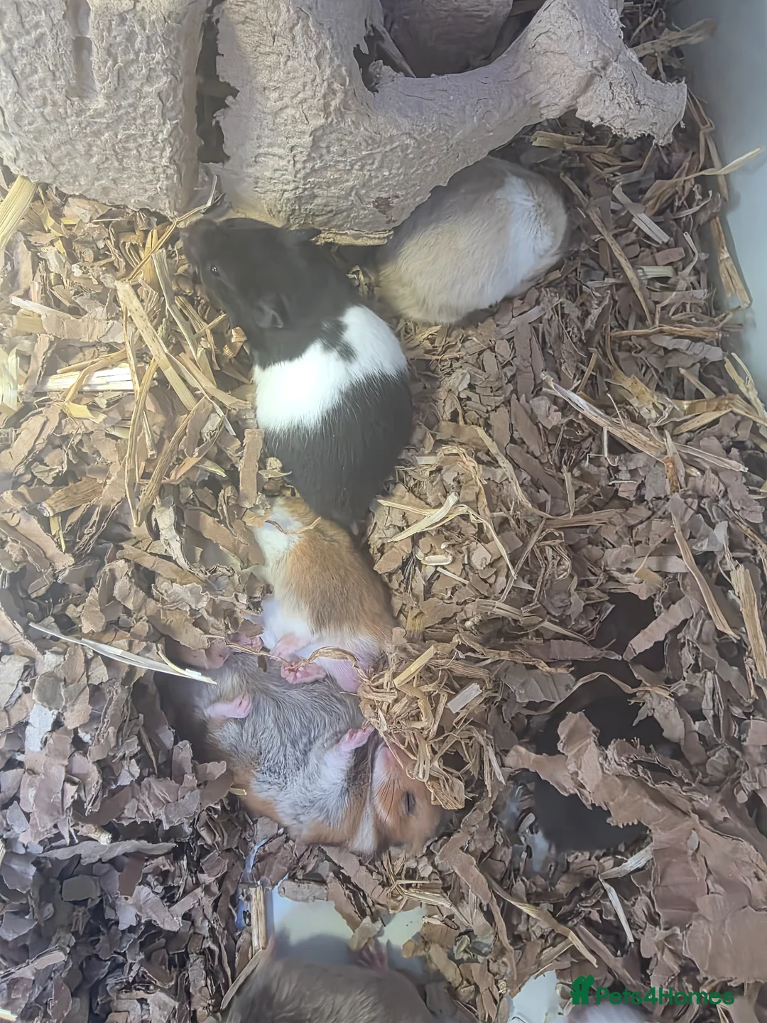 Hamster rodents for sale: Male Syrian hamsters well handled  - Advert 10