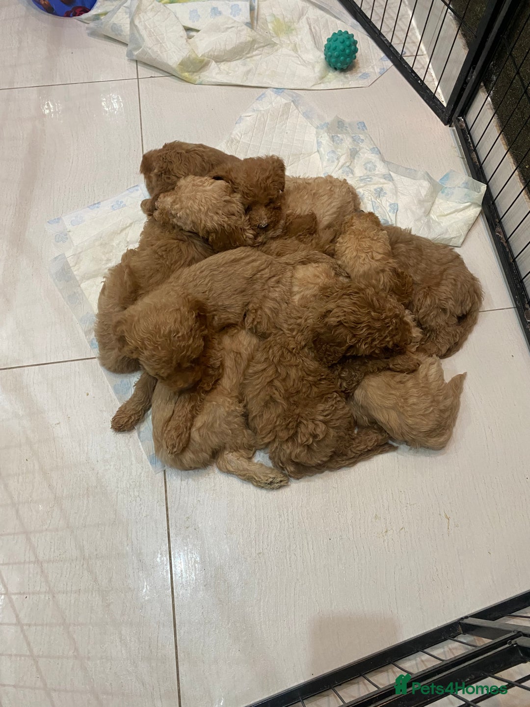 Goldendoodle dogs for sale: F1Goldendoodel puppies now ready for new home  - Advert 5