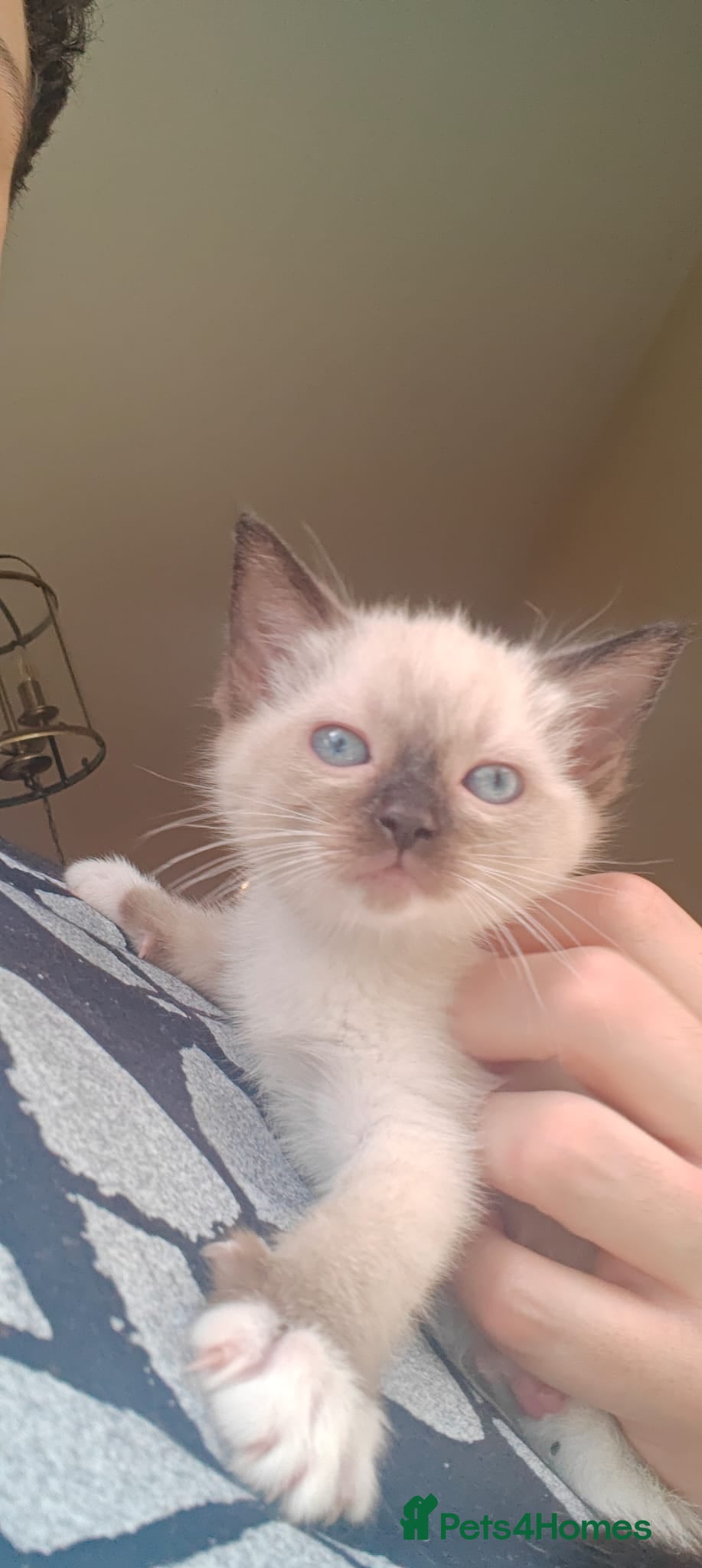 Siamese cats READY NEXT WEEK TWO SIAMESE GIRLS - Advert 17