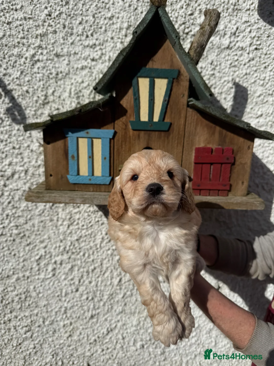 Cockapoo dogs for sale: Stunning F1 Cockapoos - Advert 6