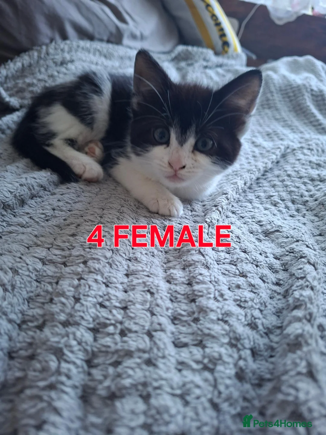 Mixed Breed cats for sale: Playful & Loving Kittens Ready Now  - Advert 16