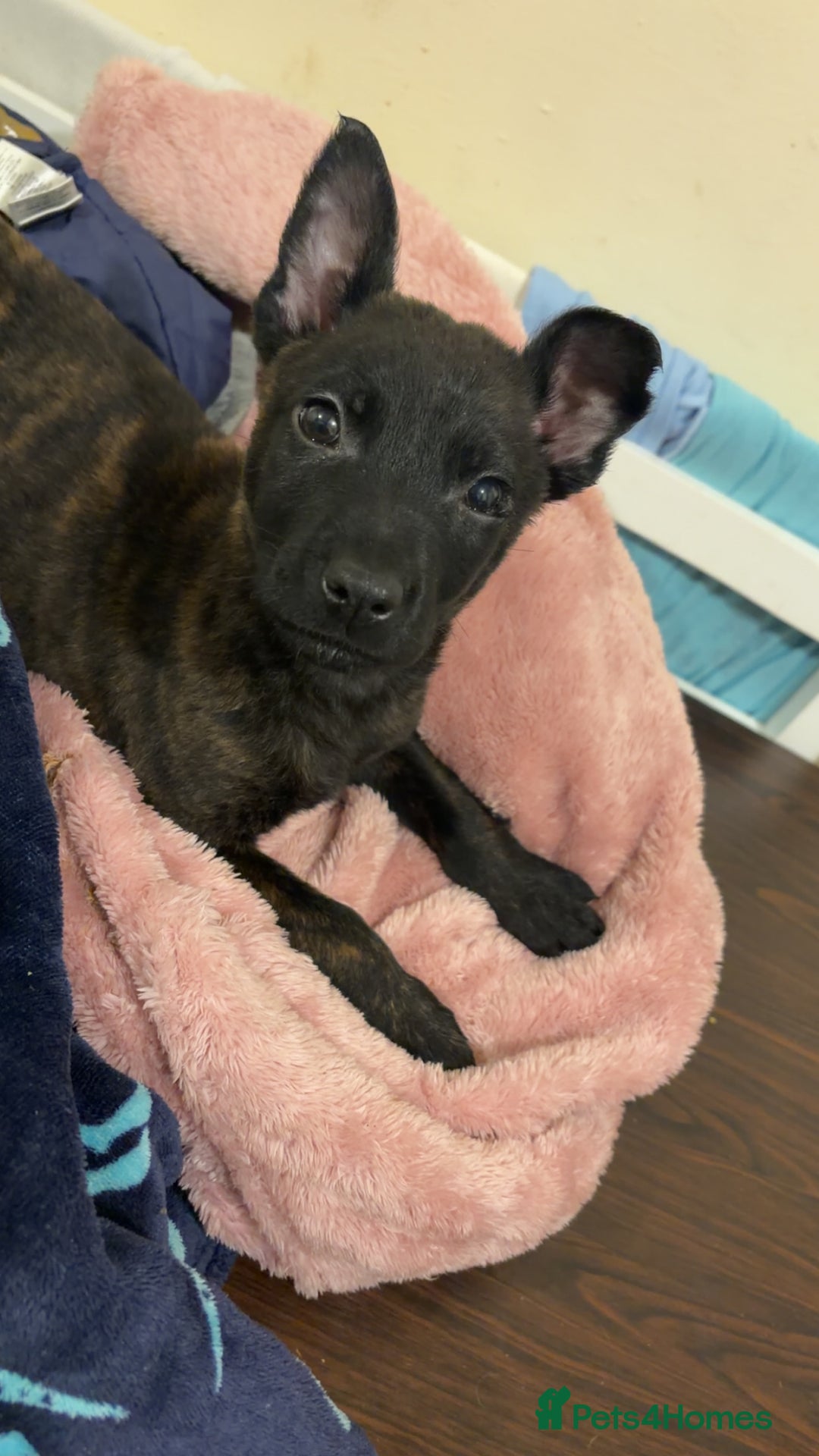 Belgian Shepherd Dog dogs for sale: 9 week old female Belgium mali  - Advert 1