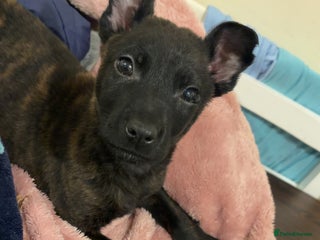 Belgian Shepherd Dog dogs 9 week old female Belgium mali - Advert 2
