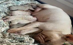 French Bulldog dogs for sale: Stunning frenchie pups for sale!! - Image 8