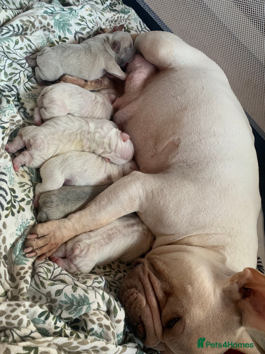 French Bulldog dogs for sale: Stunning frenchie pups for sale!! - Image 8