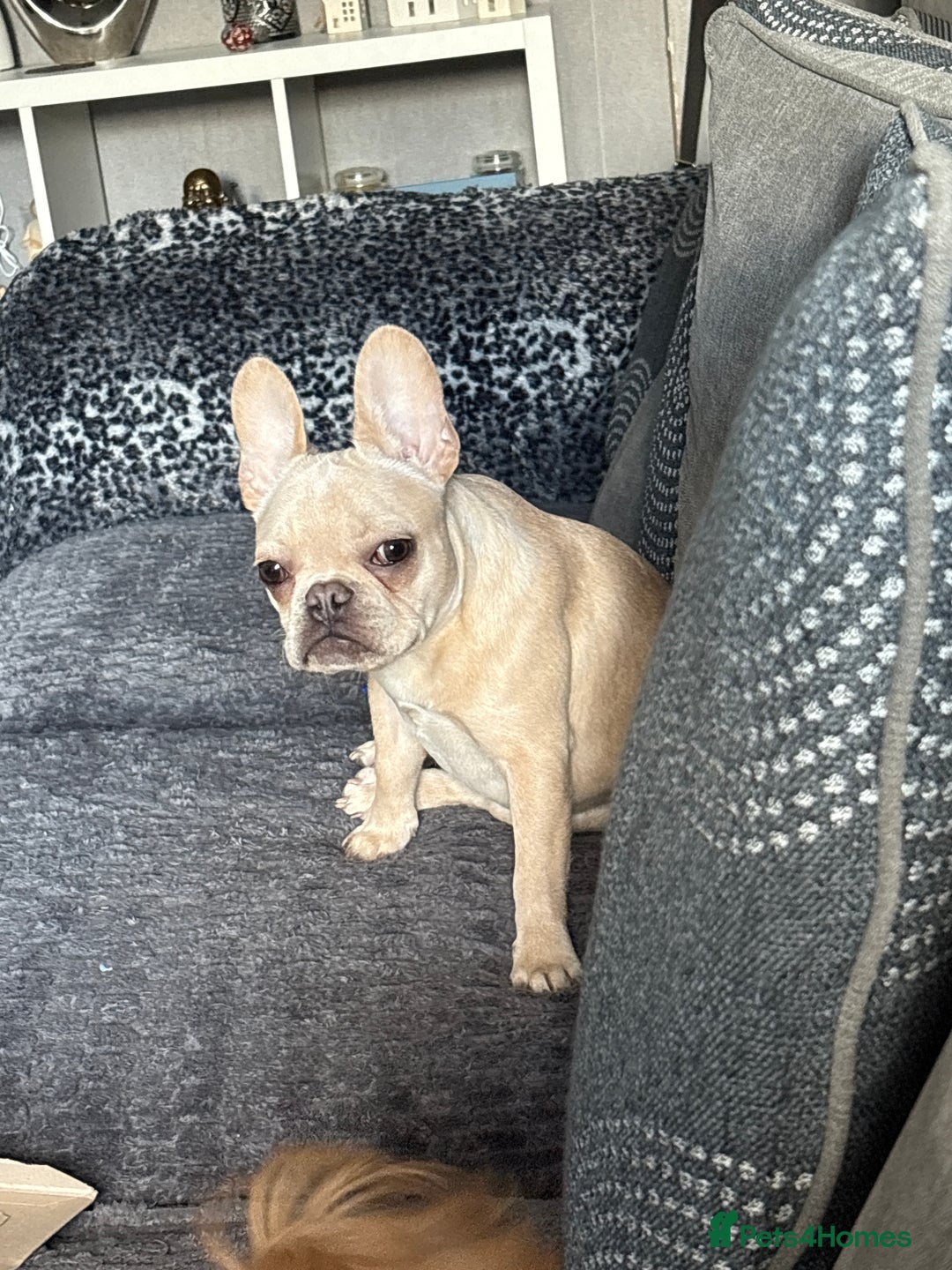 French Bulldog dogs for sale: Male frenchie  - Image 2