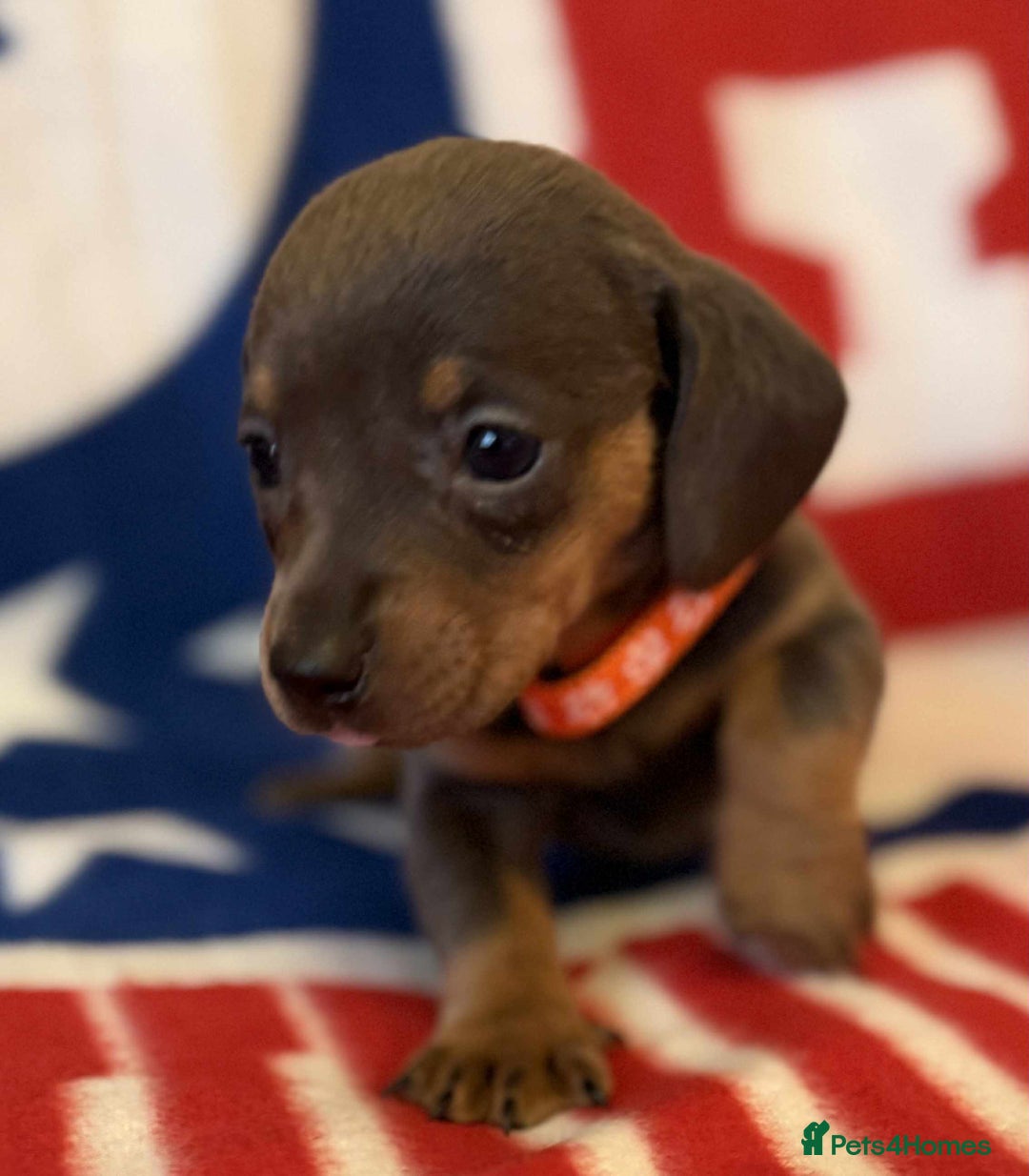 Dachshund dogs for sale: Beautiful Dachshund puppies - Advert 15