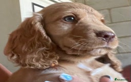 Cocker Spaniel dogs for sale: Gold show cocker pups ready now  - Image 5