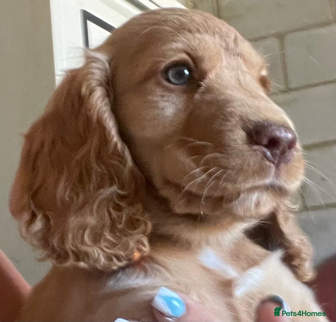 Cocker Spaniel dogs for sale: Gold show cocker pups ready now  - Image 5