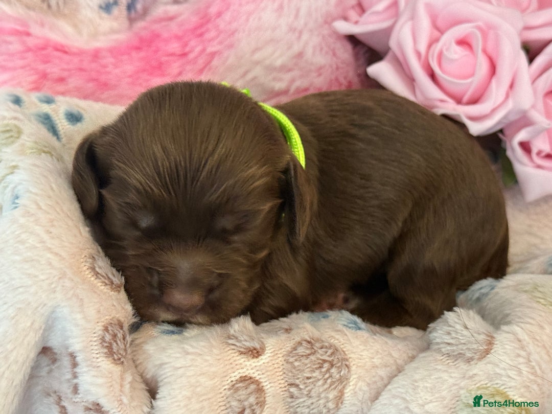 Cocker Spaniel dogs for sale: Beautiful Cocker Spaniel Puppies - Image 8