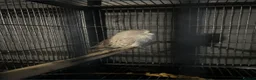 Budgerigars birds for sale: Young budgies  in Cumnock - Advert 3