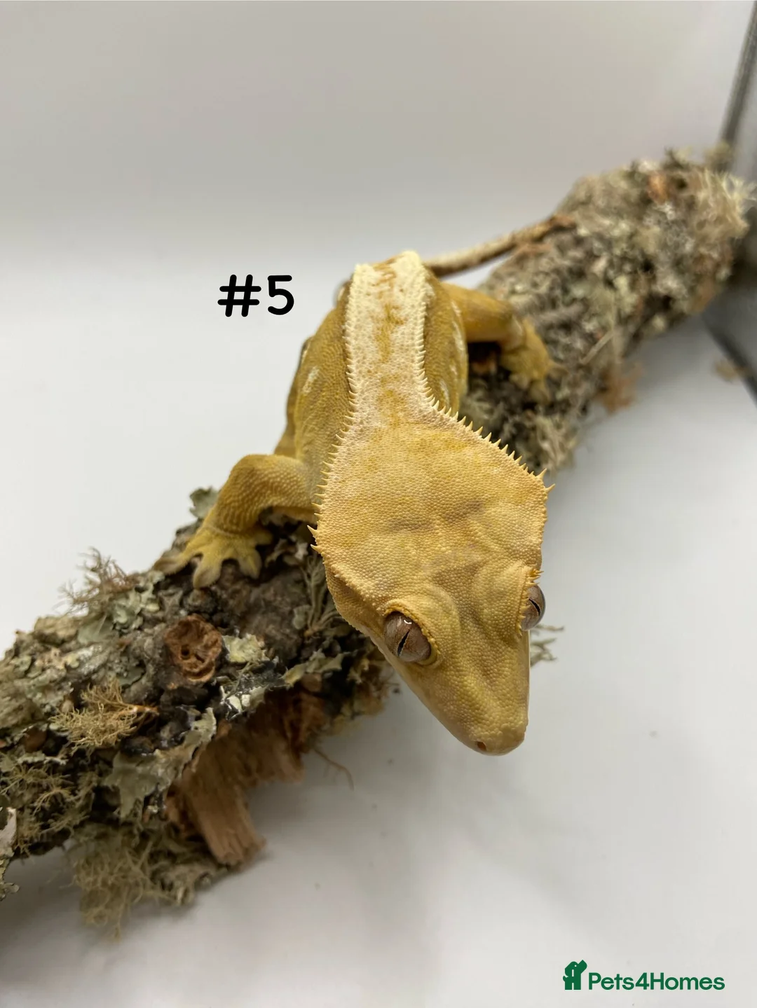 Gecko reptiles for sale: Adult and Juvenile Crested Geckos - Advert 15
