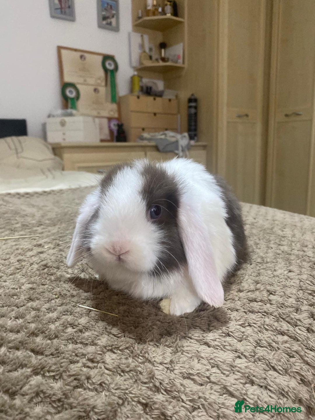 Mini Lop rabbits for sale: gorgeous friendly baby mini lops £75 - Advert 4