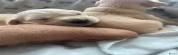 Golden Retriever dogs for sale: KC Registered Golden Retriever Puppies  - Advert 5