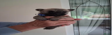 Cairn Terrier 3 - Blue Collar
