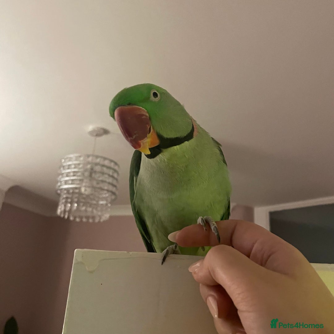 Parakeets birds for sale: Rose-ringed parakeet  - Advert 8