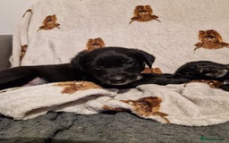 Mixed Breed dogs for sale: 🌟 Collie x Golden Retriever Puppies 🌟 - Image 16