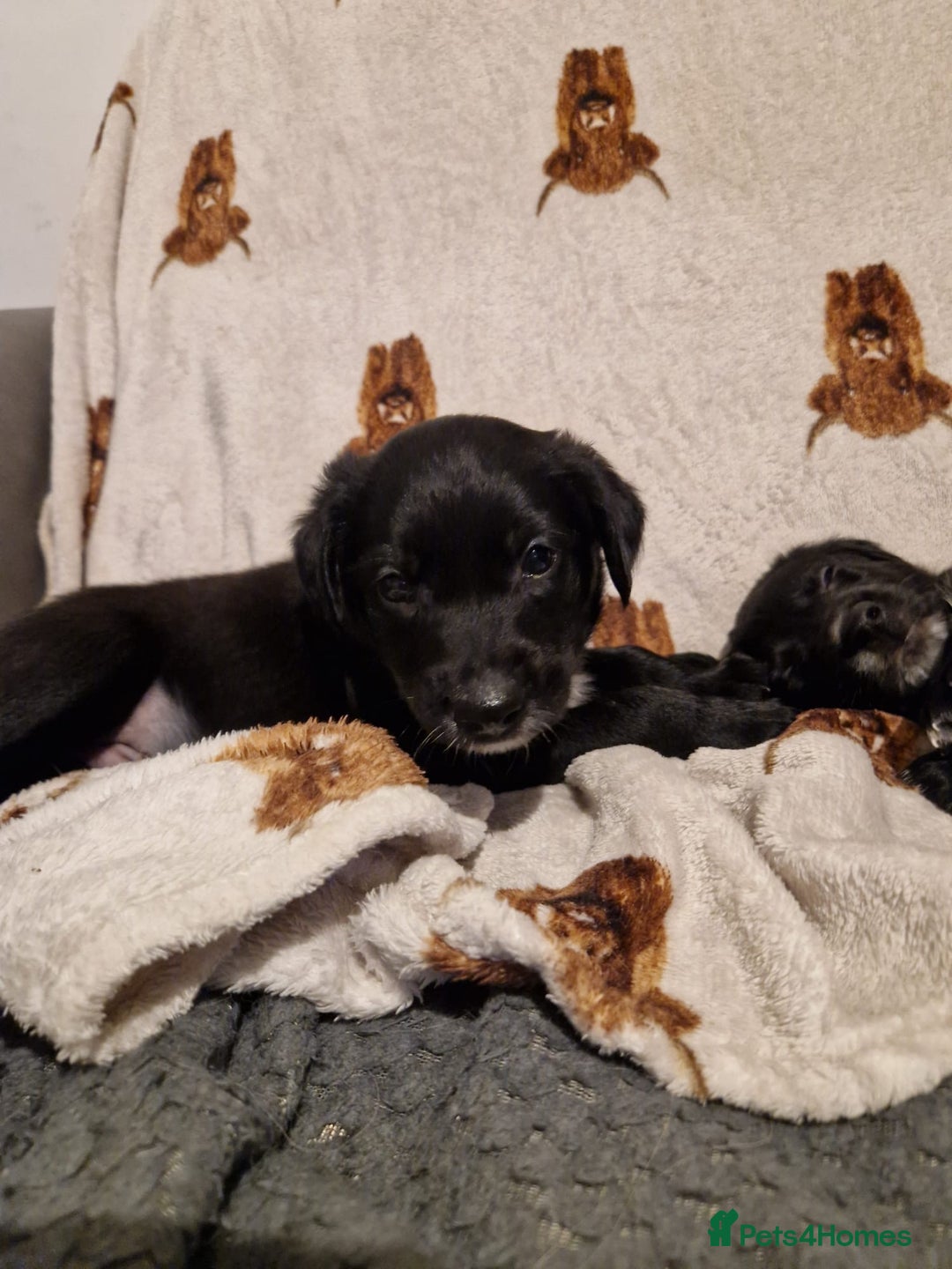 Mixed Breed dogs for sale: 🌟 Collie x Golden Retriever Puppies 🌟 - Image 16