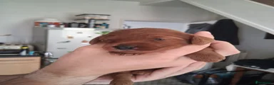 Cockapoo 6