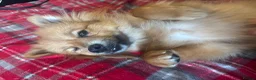 German Spitz dogs for sale: 16 month female German spitz - Advert 4