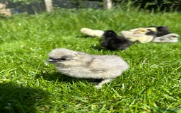 Chickens poultry for sale: Day old pure breed chicks  - Image 7