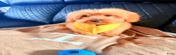 Maltipoo dogs for sale: Exquisite f1 toy Maltipoo teddy bears  - Advert 14