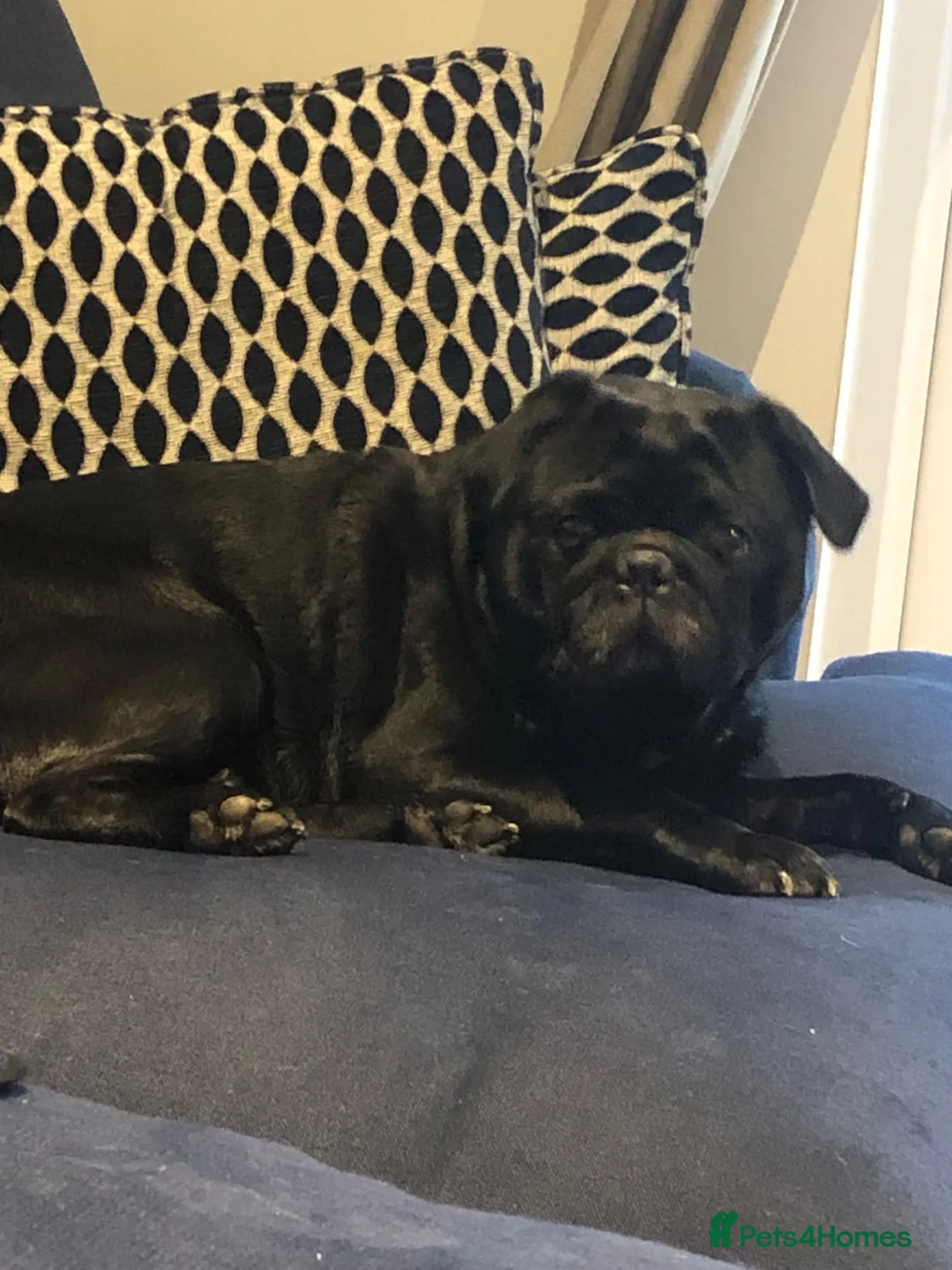 Pug dogs for sale: Pug - Loki  - Advert 4