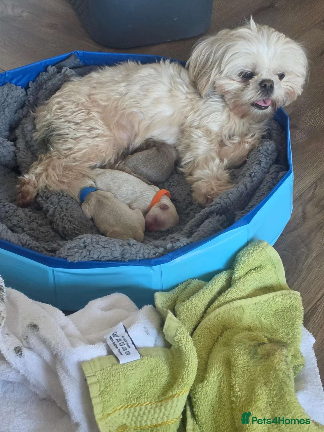 Shih Tzu dogs for sale: 🌸 Beautiful Shih Tzu Puppies 🌸 - Advert 1