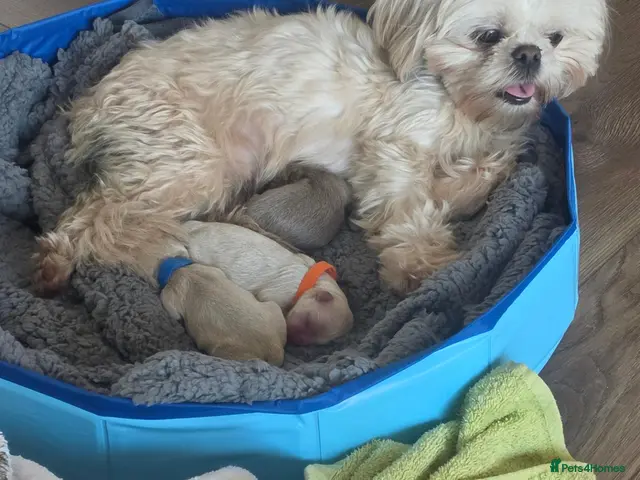 Shih Tzu dogs for sale: 🌸 Beautiful Shih Tzu Puppies 🌸 - Advert 1