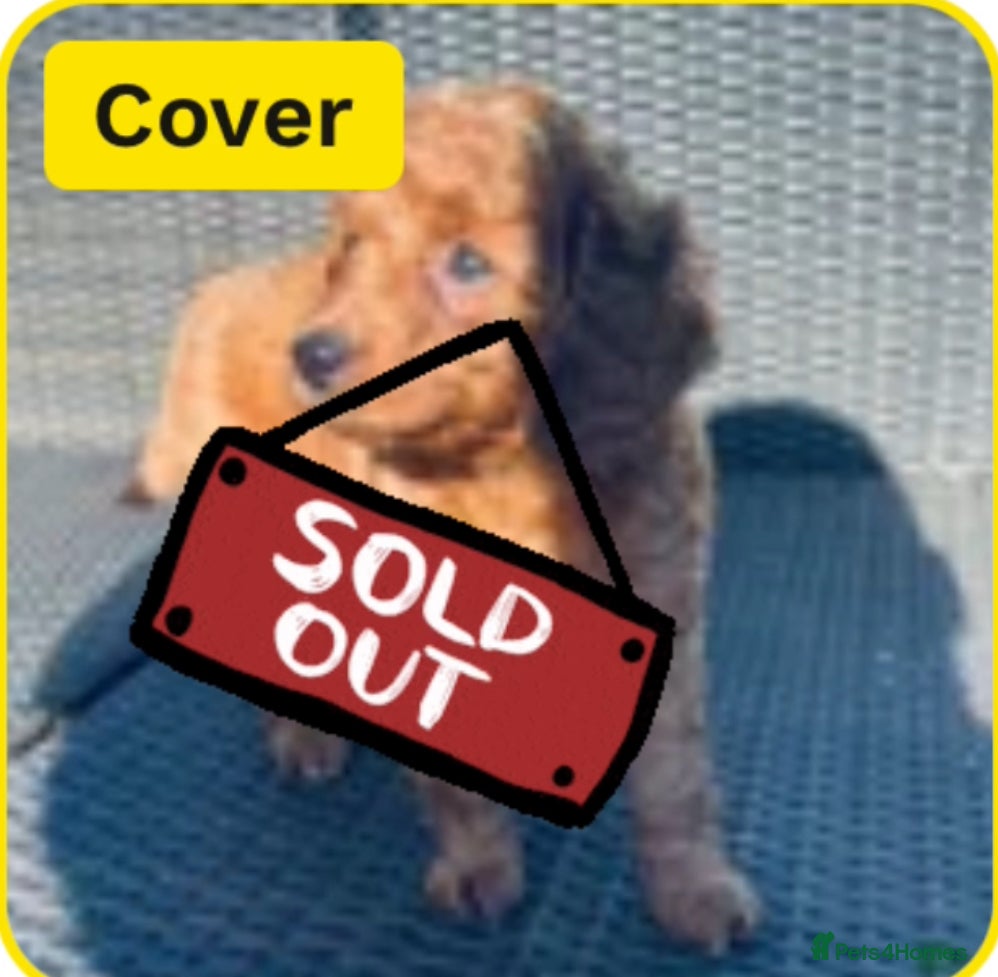 Mixed Breed dogs Out standing Labradoodle from a loving home  - Advert 8