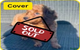 Mixed Breed dogs for sale: Out standing Labradoodle from a loving home  - Image 1