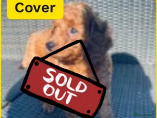Mixed Breed dogs - Advert 7