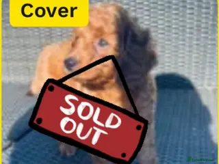 Mixed Breed dogs Out standing Labradoodle from a loving home - Advert 8