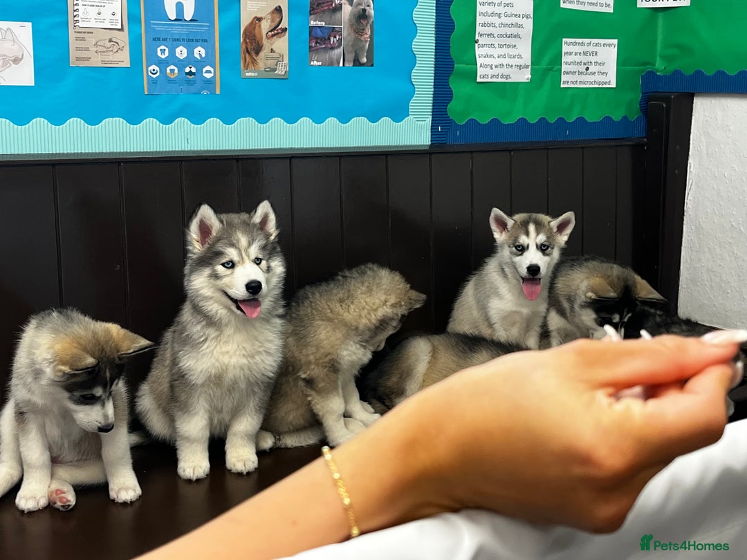 Siberian Husky dogs for sale: Beautiful husky  - Image 4