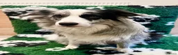 Border Collie dogs for sale: Beautiful Border Collie Puppies-KC Registered - Advert 5