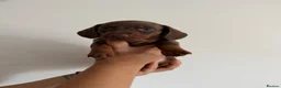 Miniature Dachshund dogs for sale: Amazing Pure Miniature Dachshund for sale!   - Advert 18