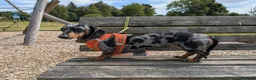 Miniature Dachshund dogs for sale: BEAUTIFUL MINIATURE DACHSHUND PUPPIES – GLASGOW 🐾 - Advert 10