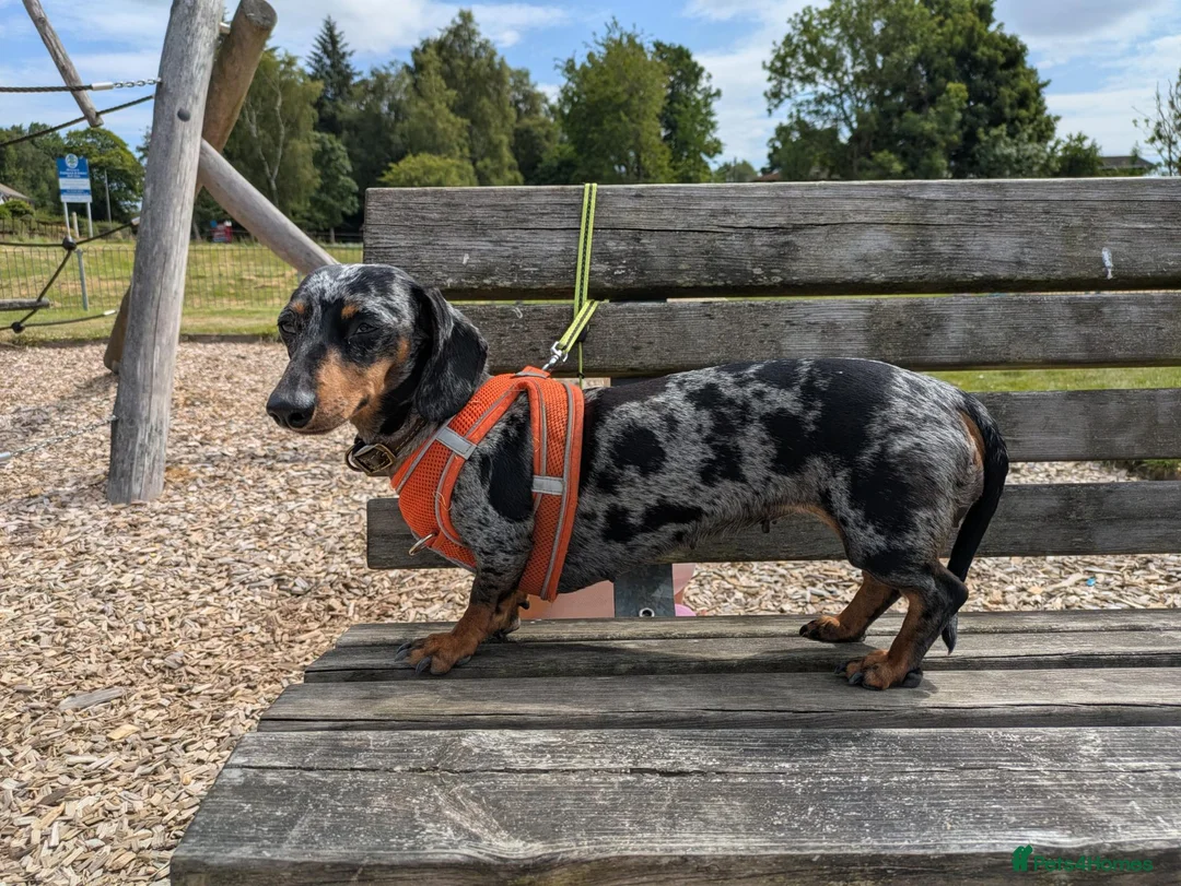 Miniature Dachshund dogs for sale: BEAUTIFUL MINIATURE DACHSHUND PUPPIES – GLASGOW 🐾 - Advert 10