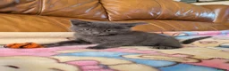 Bengal cats for sale: Adorable friendly Bengal kittens ready now!! - Advert 25
