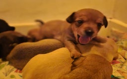 Mixed Breed dogs for sale: Beautiful jackchi puppies  - Image 16