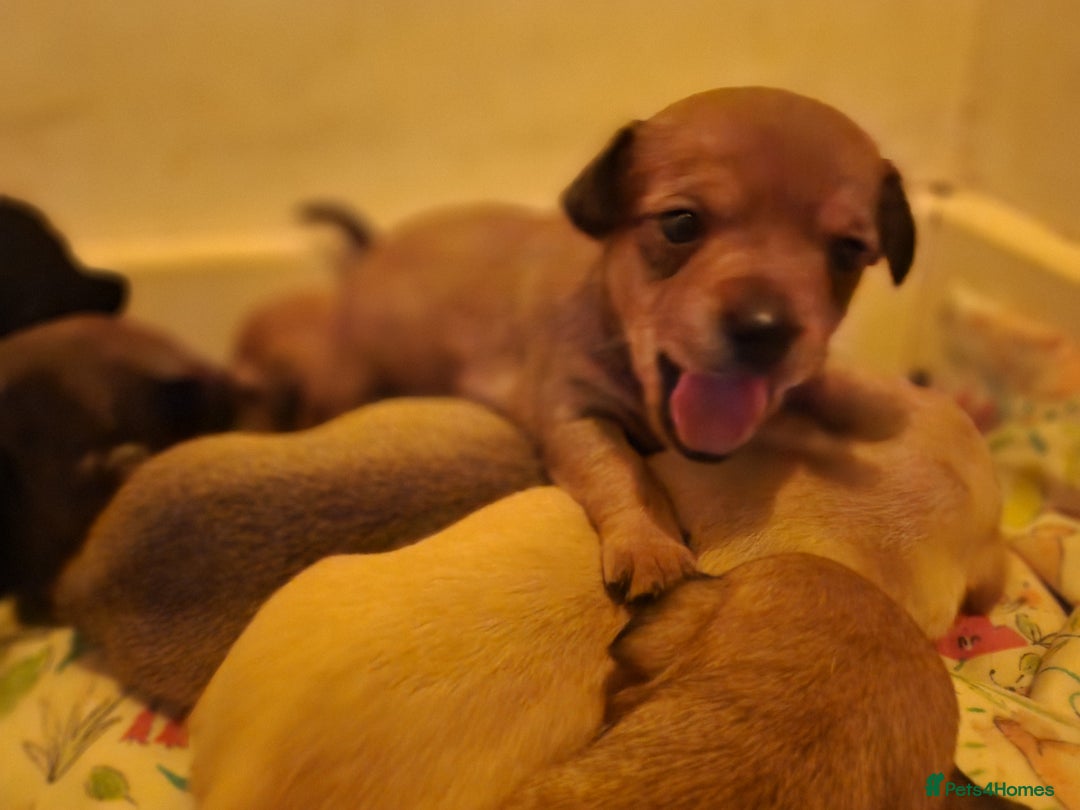 Mixed Breed dogs for sale: Beautiful jackchi puppies  - Image 16