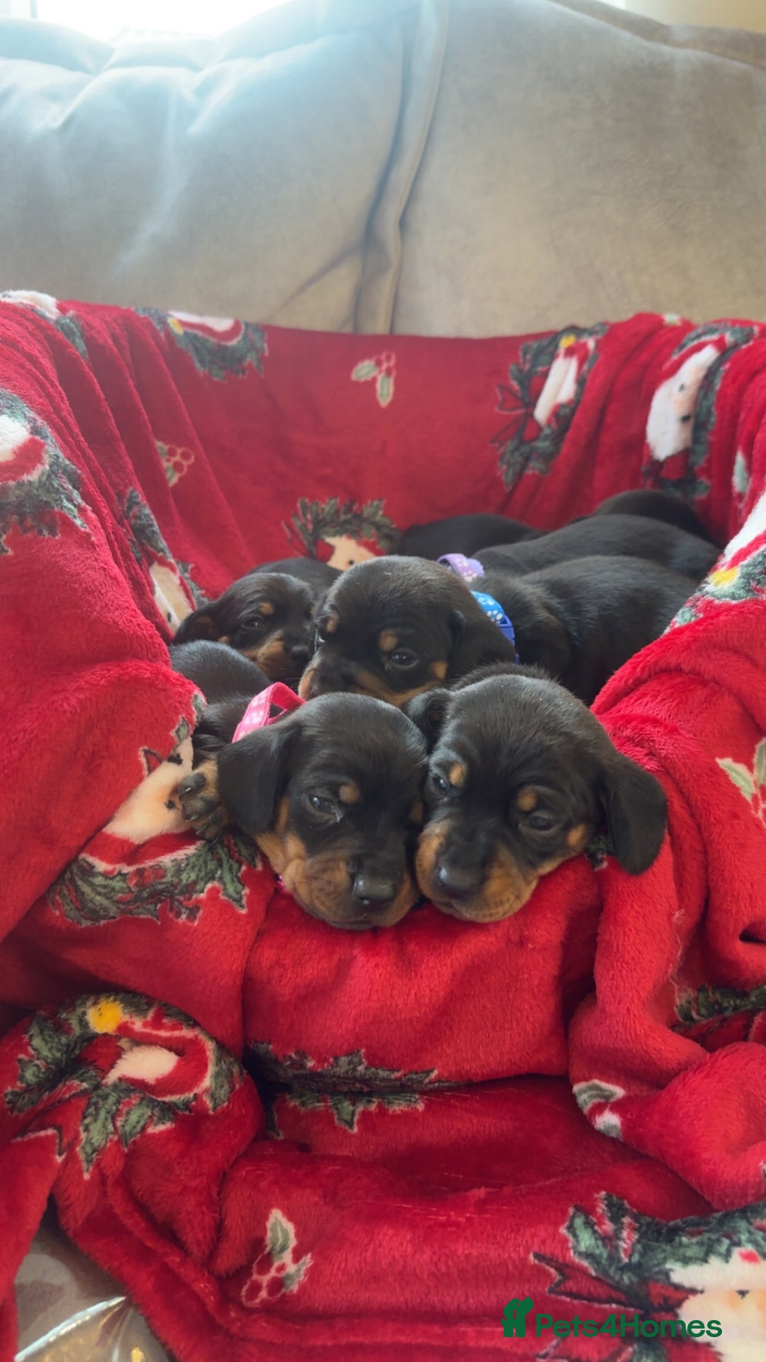 Dachshund dogs for sale: Lovely little Dashound puppies - Advert 4