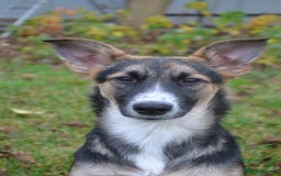 Mixed Breed dogs for adoption: ❤️🐶Busia- 6(7) month lower-medium girl ❤️🐶 - Advert 3