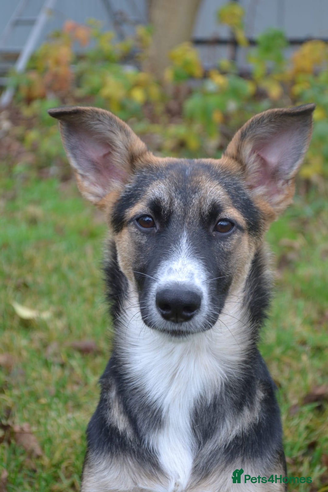 Mixed Breed dogs for adoption: ❤️🐶Busia- 6(7) month lower-medium girl ❤️🐶 - Advert 3