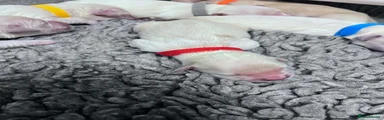 Red Collar Chucky-Cream