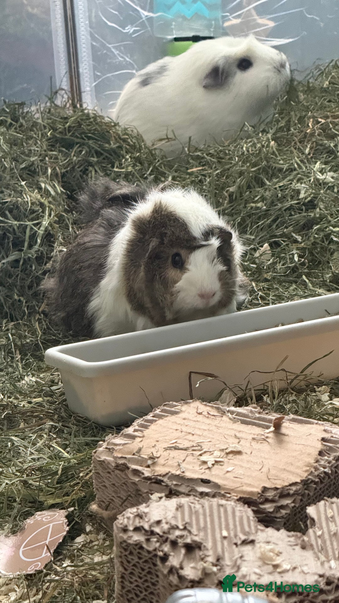 Guinea Pig rodents for sale: Guinea pigs for sale - Advert 1